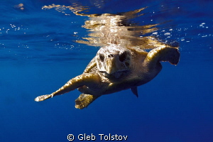 A turtle by Gleb Tolstov 